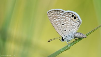 blue with m3 - eldretbasin - 0001.JPG