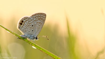 sunkissed blue with m3 - eldretbasin - 0001.JPG