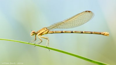 Brown Damsel w-m3 ground rig - eldretbas - 20160904.JPG