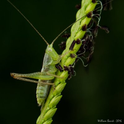 weed patch grass hopper - brkres - m3 1500 1x1 -01-1.jpg