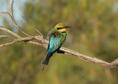 503. rainbow bee eater 015A4393s.jpg