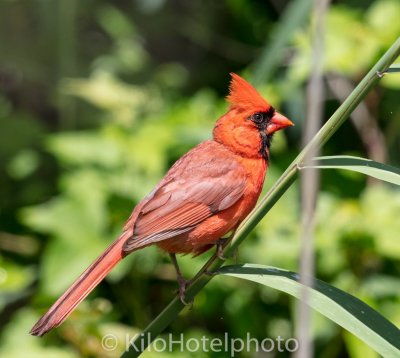 Cardinal Profile.jpg