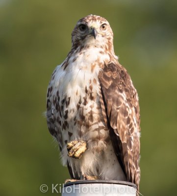 Red Tailed Hawk 7-17.jpg