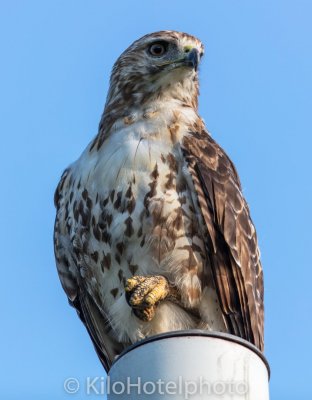 Hawk On A Pole.jpg