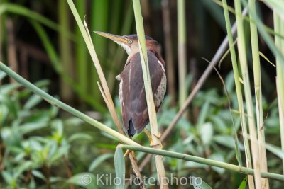 A Least Bittern.jpg