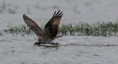 Osprey skimming the surface.jpg