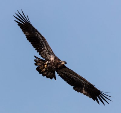 Juvenile Eagle 8-26.jpg