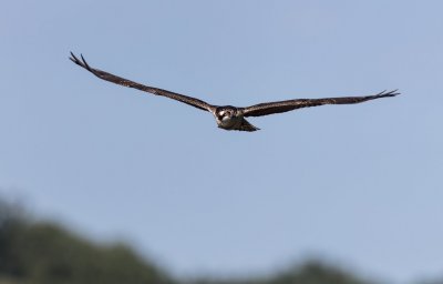 Osprey Coming At Me.jpg