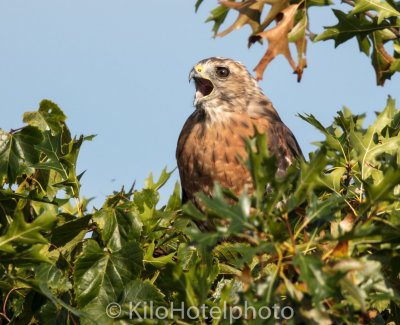 Cooper's Hawk.jpg