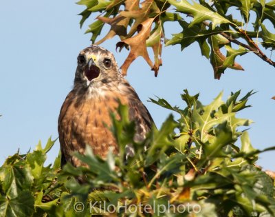 Noisy Cooper's Hawk.jpg