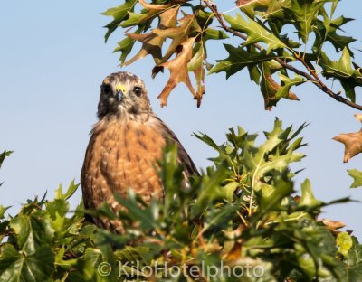 Cooper's Hawk Stare.jpg