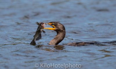 Cormorant and catfish 1.jpg