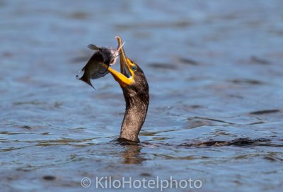 Cormorant and catfish 2.jpg