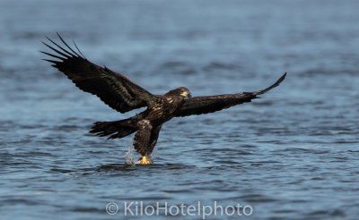 Juvenile Eagle Fishing 10-5.jpg