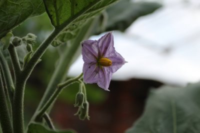 flower-shoot-canon-eos-1300d.JPG