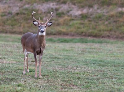 Early Morning Buck.jpg