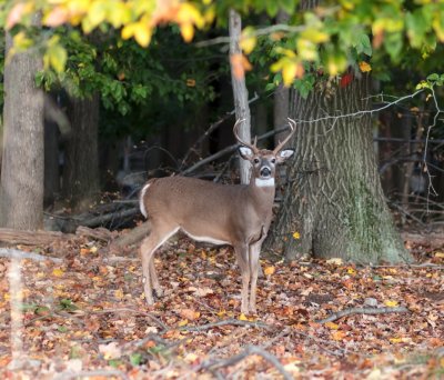 Six Pointer In the Woods.jpg