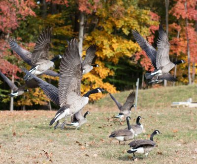 Geese Taking Flight 3.jpg