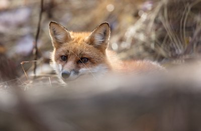 Hiding Red Fox 11-12.jpg