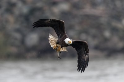 Bald Eagle With Fish Two 11-14.jpg