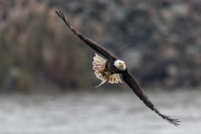 Bald Eagle With Fish 11-14.jpg