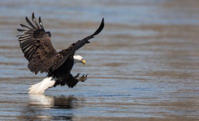 Bald Eagle Tail Strike.jpg