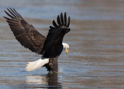 Bald Eagle Testing The Water.jpg