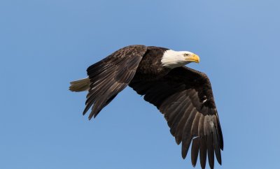 Bald Eagle 11-20.jpg