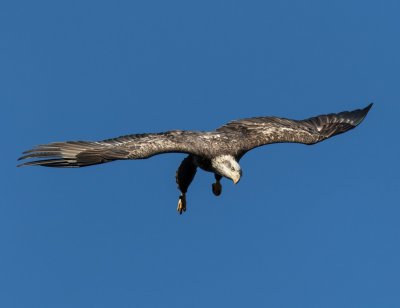 Juvenile Eagle Coming In.jpg