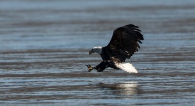 Bald Eagle About To Strike 2.jpg