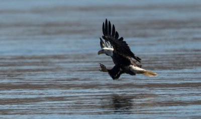 Bald Eagle About To Strike.jpg