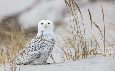 Snowy Owl Crop 2 12-20.jpg