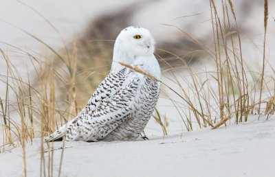 Snowy Owl Crop 3 12-20.jpg