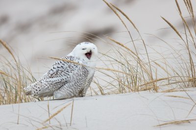 Snowy Owl Yawn.jpg