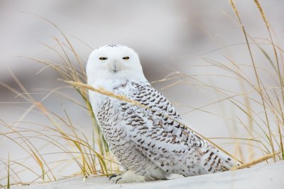 Snowy Owl Full Frame.jpg