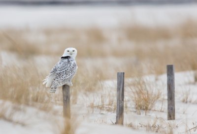 Snowy Owl In The Wind.jpg