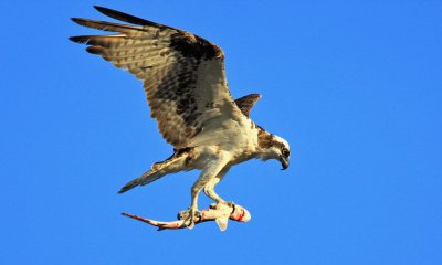 Osprey 01.jpg