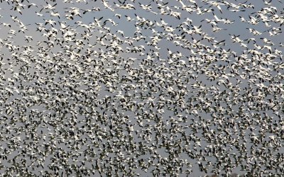 Snow Geese 03.jpg