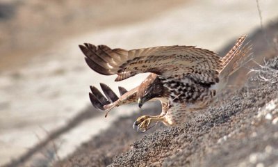 Red-tailed Hawk 05.jpg