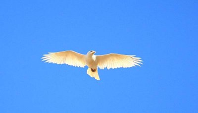 Albino Redtail 01.jpg