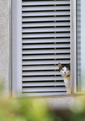 My Neighbor's Cat.jpg