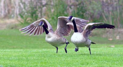 Canada Goose.jpg