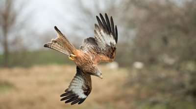 Red kite.jpg