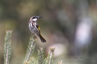 1618-White_Cheeked_Honeyeater.jpg