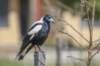 1628-Magpie.jpg