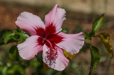 2045-Hibiscus_Toodyay.jpg