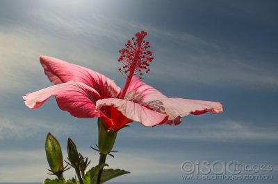 2048-Hibiscus_Toodyay.jpg