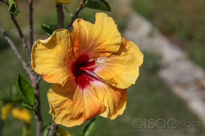 2054-Hibiscus_Toodyay.jpg