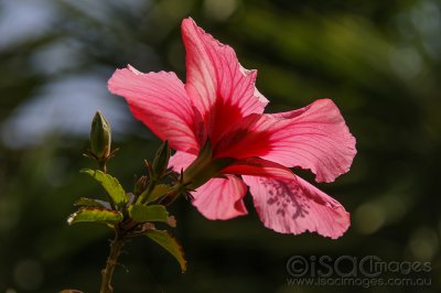 2058-Hibiscus_Toodyay.jpg