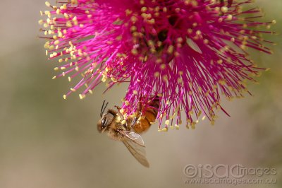 2147-Bee_in_the_Pink.jpg